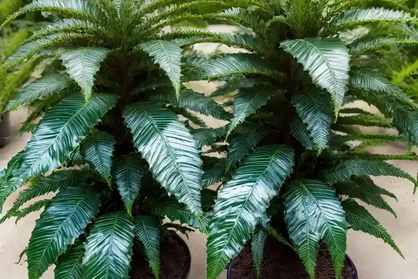 Japanese holly fern (cyrtomium fortunei var. clivicolum) — photo 2