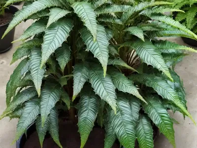Japanese Holly Fern (Cyrtomium Fortunei Var. Clivicolum)