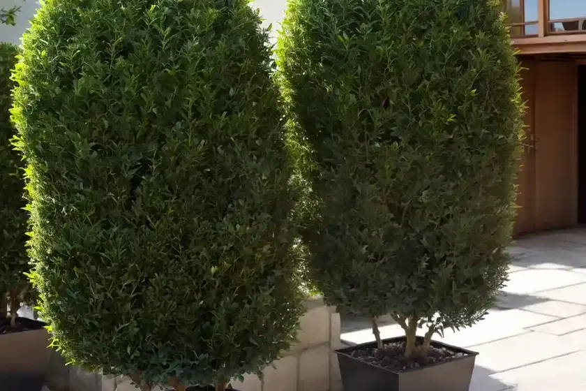 Japanese holly (ilex crenata) — photo 2