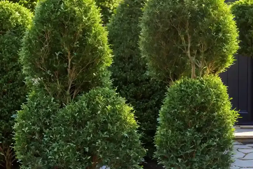 Japanese holly (ilex crenata ‘drops of gold’) — photo 2