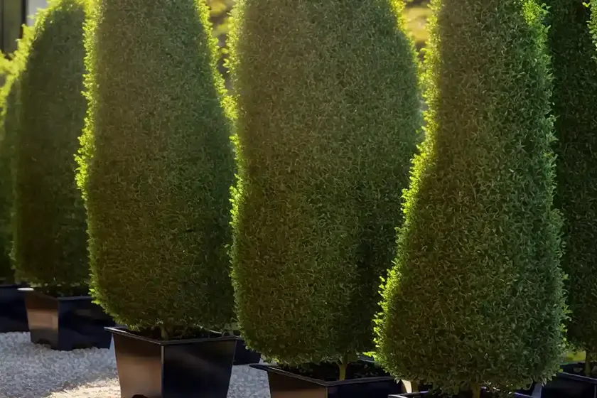 Japanese holly (ilex crenata ‘drops of gold’) — photo 3