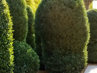 Japanese Holly (Ilex Crenata ‘Drops Of Gold’)