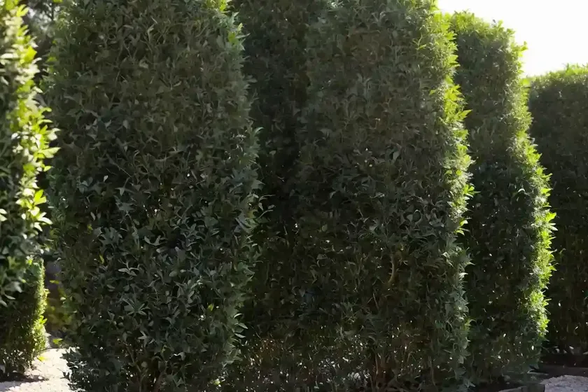 Japanese holly (ilex crenata ‘farrowone’ sky pointer) — photo 3