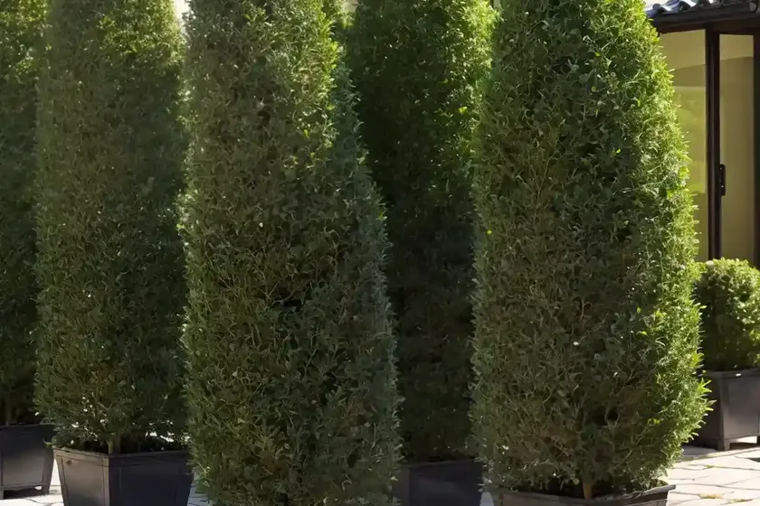 Japanese holly (ilex crenata ‘helleri’) — photo 2
