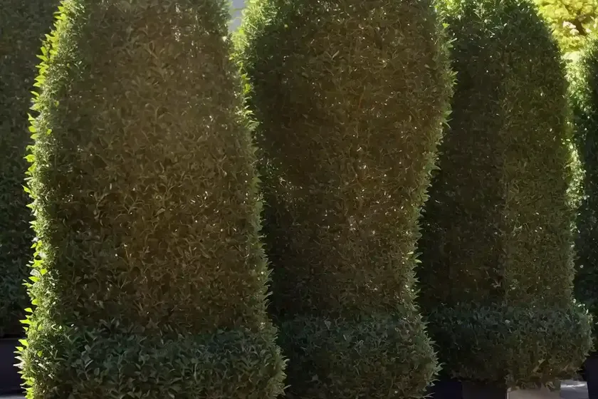 Japanese holly (ilex crenata ‘helleri’) — photo 3