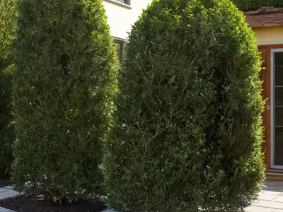Japanese Holly (Ilex Crenata ‘Helleri’)