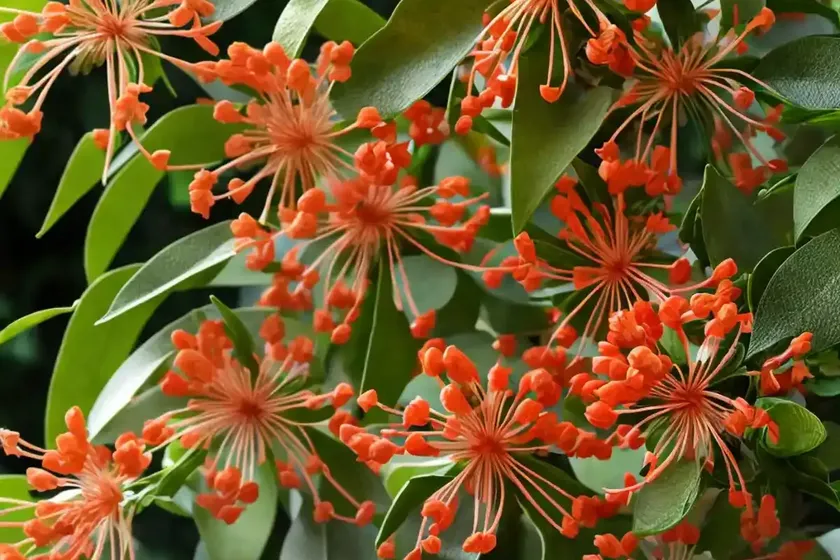 Japanese honeysuckle (lonicera japonica) — photo 2