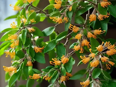 Japanese Honeysuckle (Lonicera Japonica)