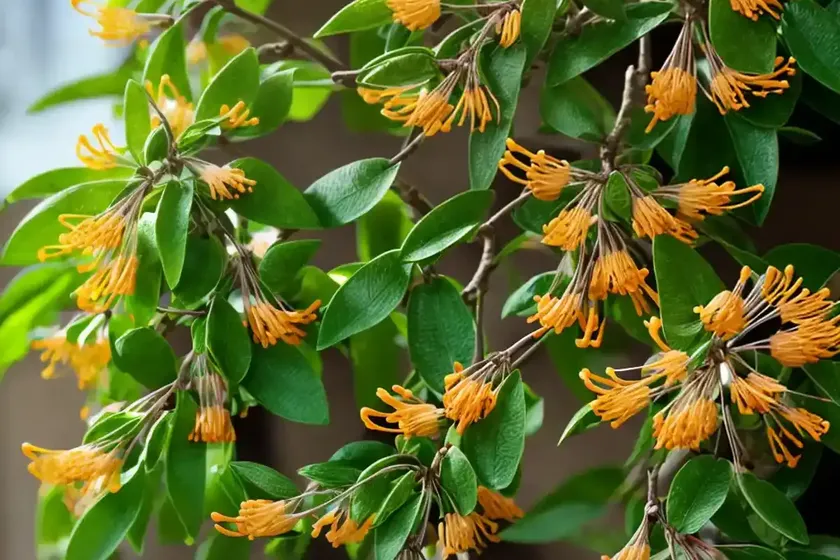 Japanese honeysuckle (lonicera japonica)