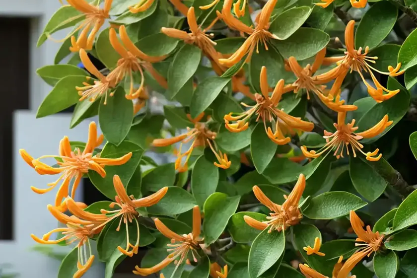 Japanese Honeysuckle (Lonicera Japonica ‘Halliana’) — photo 2