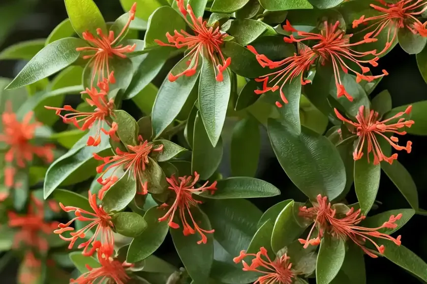 Japanese Honeysuckle (Lonicera Japonica ‘Halliana’) — photo 3