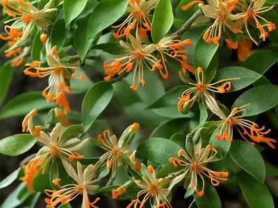 Japanese Honeysuckle (Lonicera Japonica ‘Halliana’)