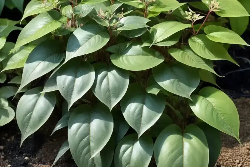 Japanese knotweed (fallopia japonica var. compacta) — photo 2