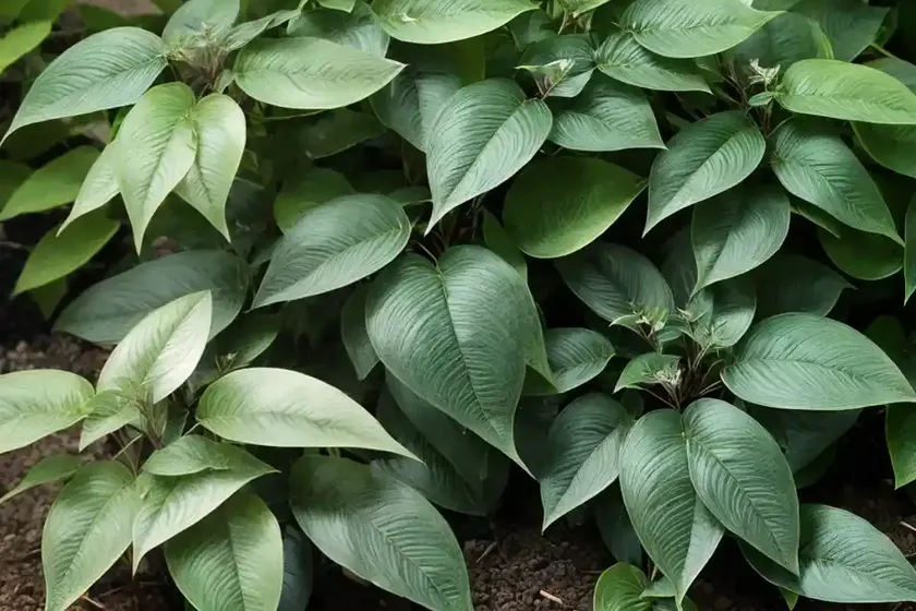 Japanese knotweed (fallopia japonica var. compacta) — photo 3