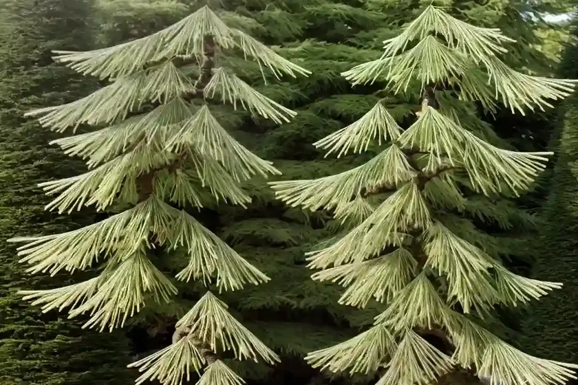 Japanese larch (larix kaempferi) — photo 2