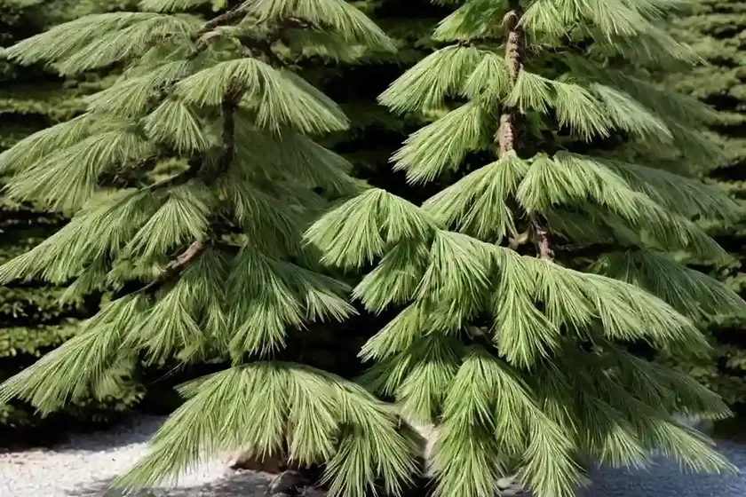 Japanese larch (larix kaempferi) — photo 3