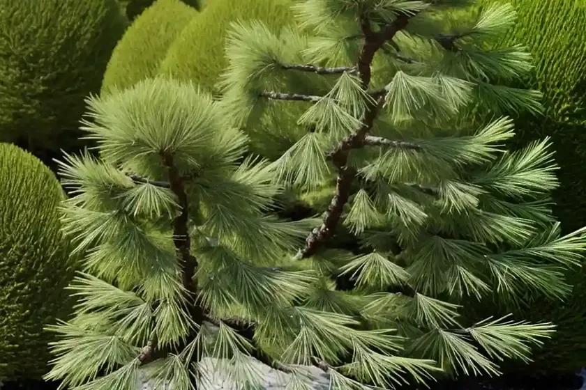 Japanese larch (larix kaempferi ‘diana’) — photo 3