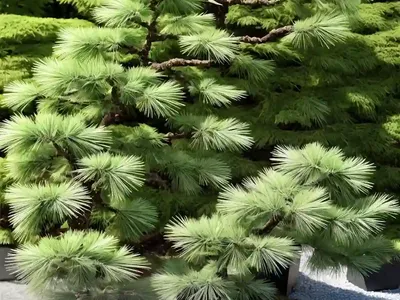 Japanese Larch (Larix Kaempferi ‘Diana’)