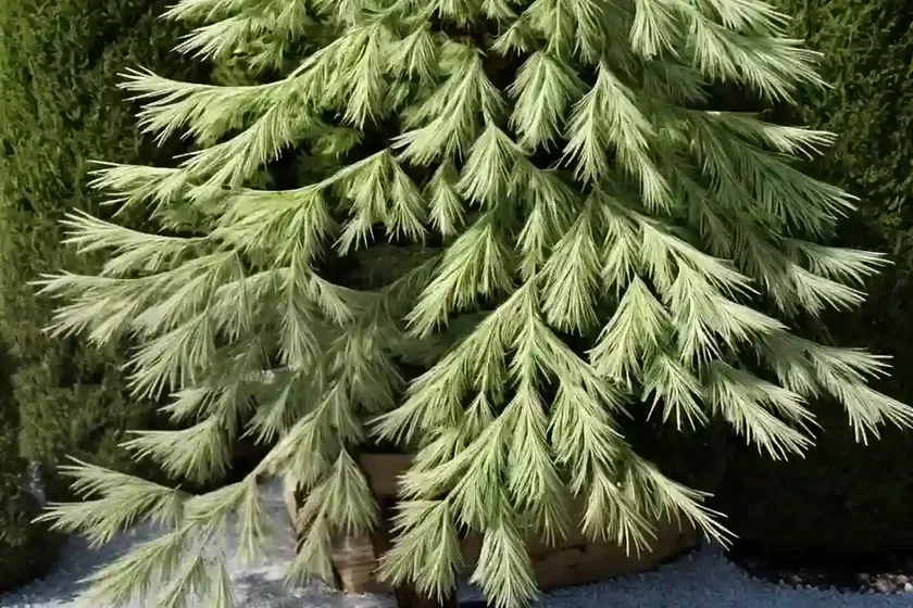 Japanese larch (larix kaempferi ‘stiff weeping’) — photo 3