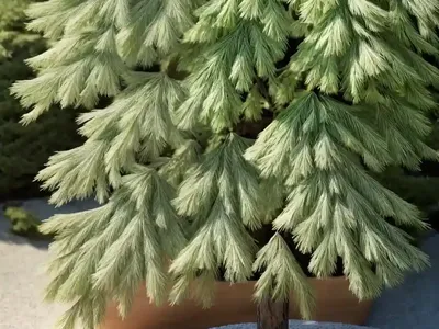 Japanese Larch (Larix Kaempferi ‘Stiff Weeping’)