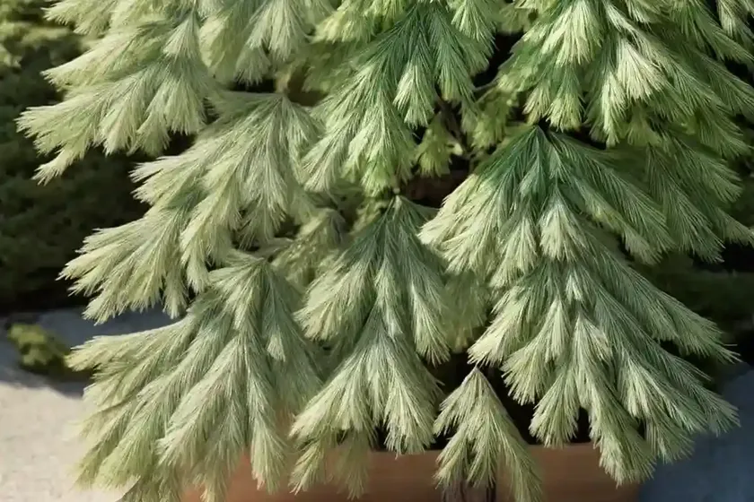 Japanese larch (larix kaempferi ‘stiff weeping’)