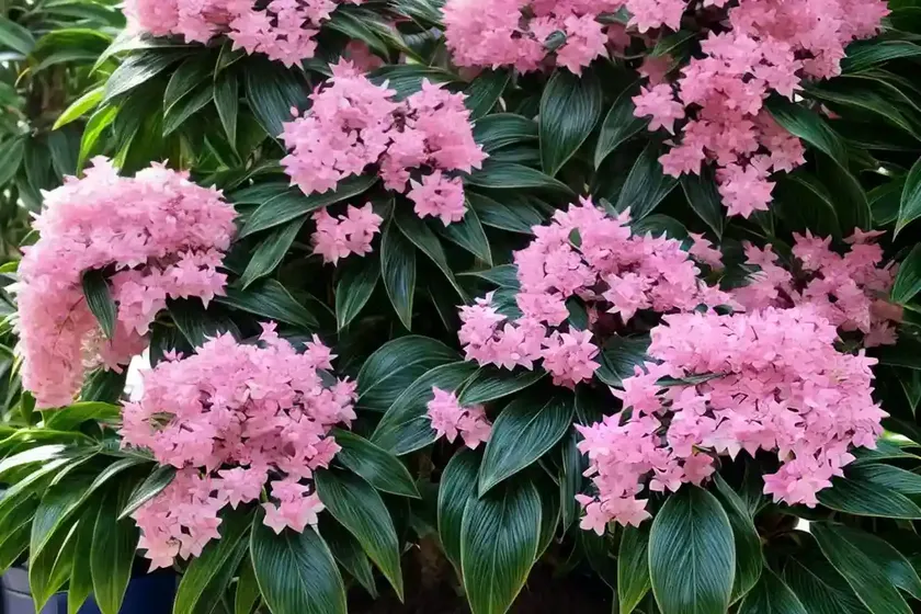 Japanese laurel (aucuba japonica) — photo 2