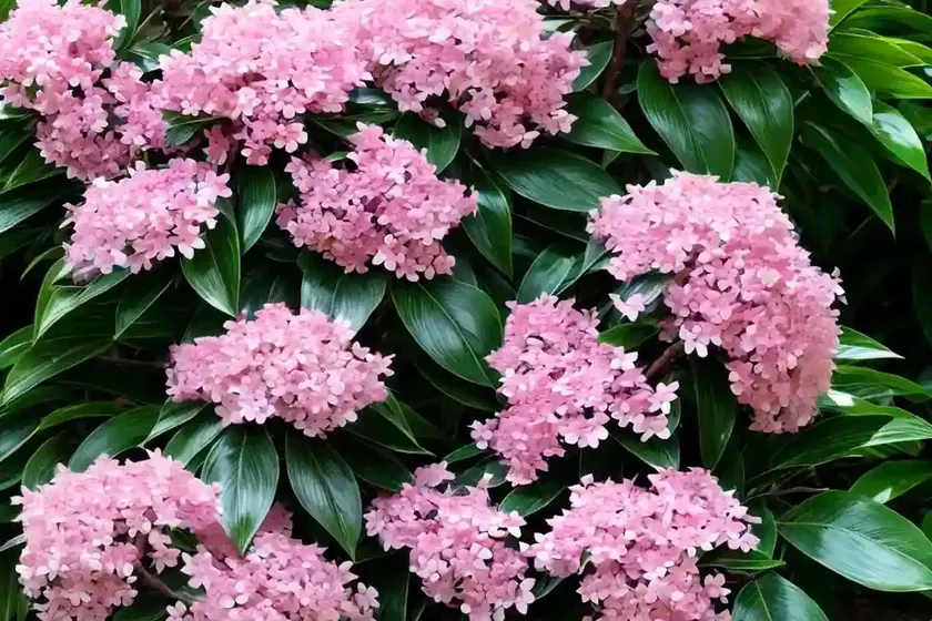 Japanese laurel (aucuba japonica) — photo 3