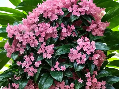Japanese Laurel (Aucuba Japonica)