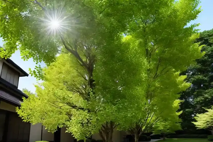 Japanese linden (tilia japonica) — photo 2