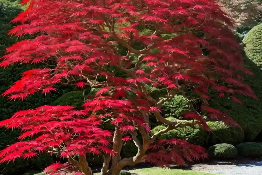 Japanese maple (acer palmatum ‘bloodgood’) — photo 2