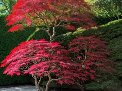 Japanese Maple (Acer Palmatum ‘Bloodgood’)