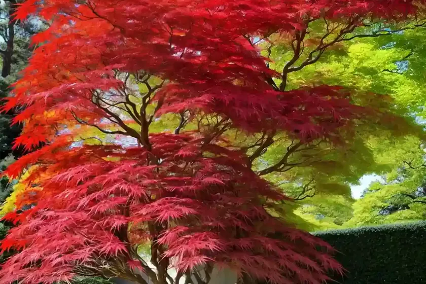 Japanese Maple (Acer Palmatum ‘Germaine’s Gyration’) — photo 3