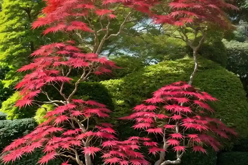 Japanese Maple (Acer Palmatum ‘Germaine’s Gyration’)