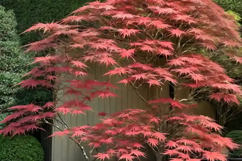 Japanese Maple (Acer Palmatum ‘Shishio Improved’) — photo 2