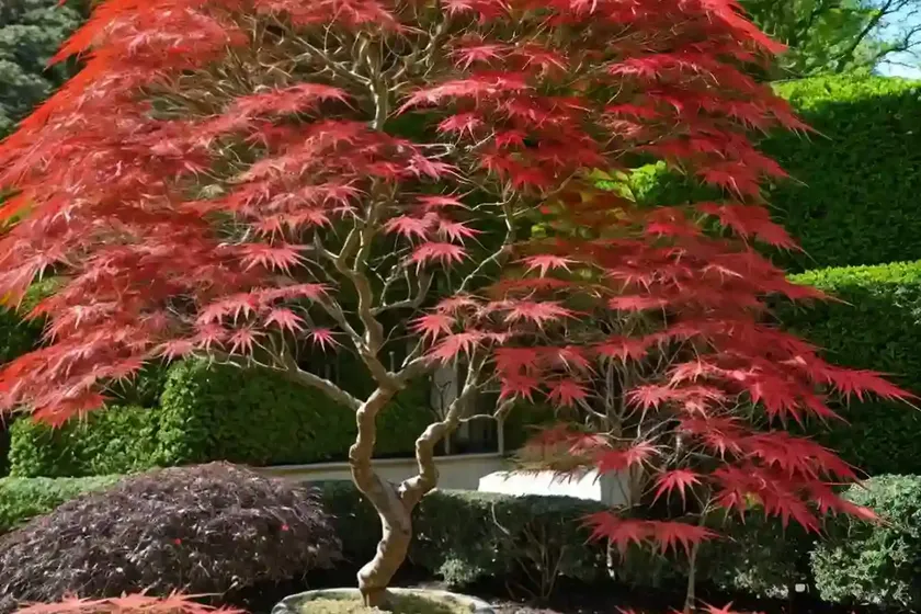Japanese Maple (Acer Palmatum ‘Shishio Improved’) — photo 3
