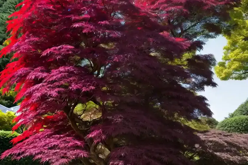 Japanese Maple (Acer Palmatum Var. Dissectum ‘Dissectum Atropurpureum’) — photo 3