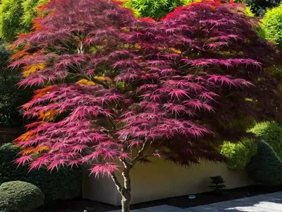 Japanese Maple (Acer Palmatum Var. Dissectum ‘Dissectum Atropurpureum’)