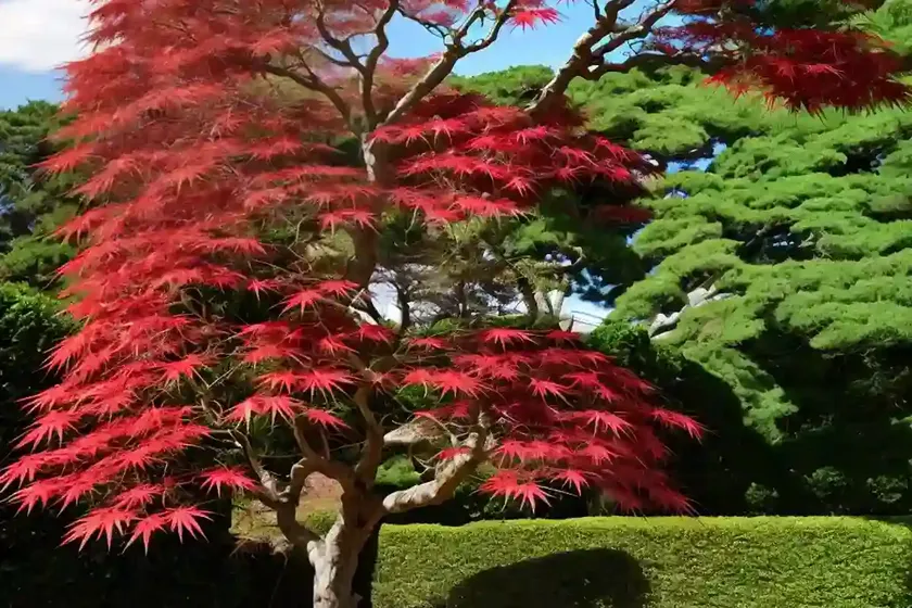 Japanese maple (acer palmatum ‘villa taranto’) — photo 3