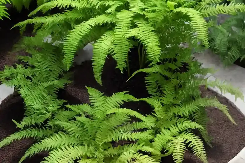 Japanese Painted Fern (Athyrium Niponicum) — photo 2