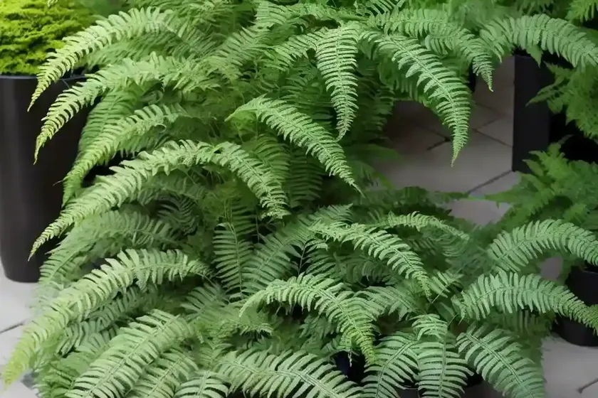 Japanese Painted Fern (Athyrium Niponicum) — photo 3