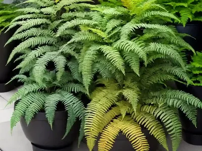 Japanese Painted Fern (Athyrium Niponicum)