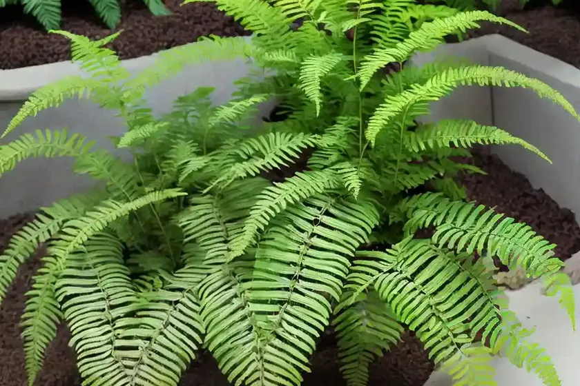 Japanese Painted Fern (Athyrium Niponicum ‘Crested Surf’) — photo 2