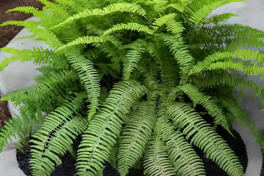 Japanese Painted Fern (Athyrium Niponicum ‘Crested Surf’) — photo 3