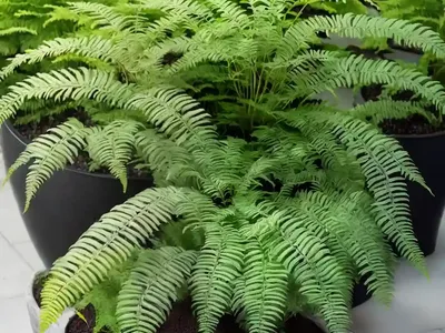 Japanese Painted Fern (Athyrium Niponicum ‘Crested Surf’)