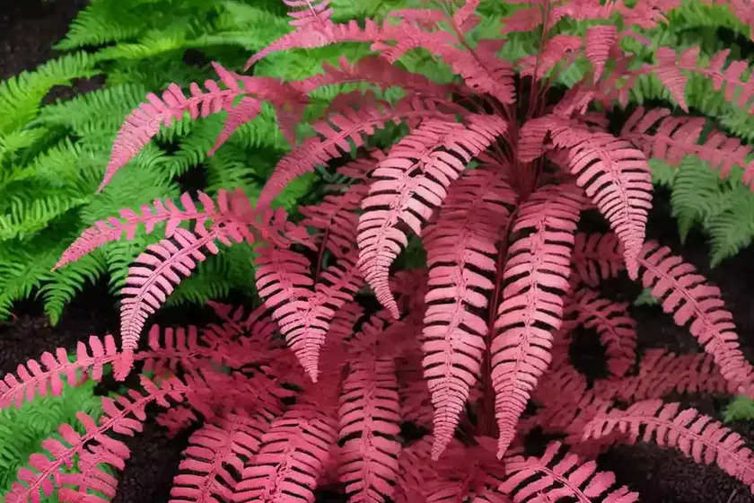 Japanese painted fern (athyrium niponicum var. pictum ‘burgundy lace’) — photo 2