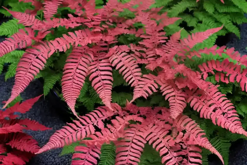 Japanese painted fern (athyrium niponicum var. pictum ‘burgundy lace’) — photo 3