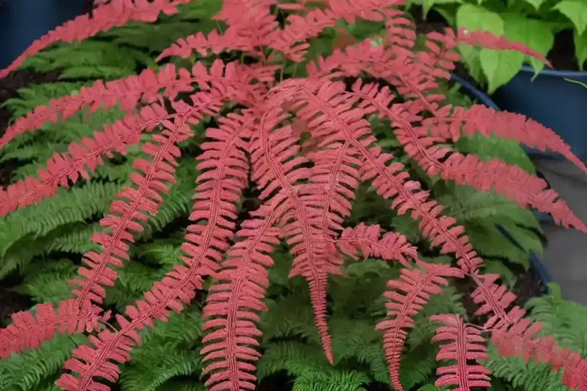 Japanese painted fern (athyrium niponicum var. pictum ‘burgundy lace’)