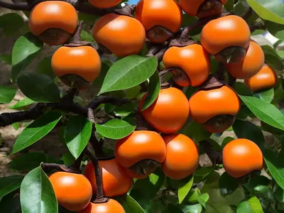 Japanese Persimmon (Diospyros Kaki ‘Dagaishi’)