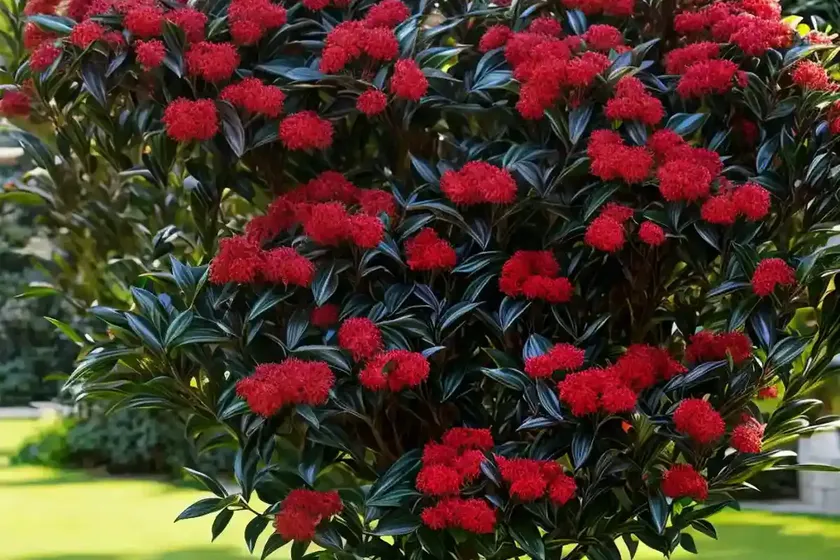 Japanese photinia (photinia glabra) — photo 2