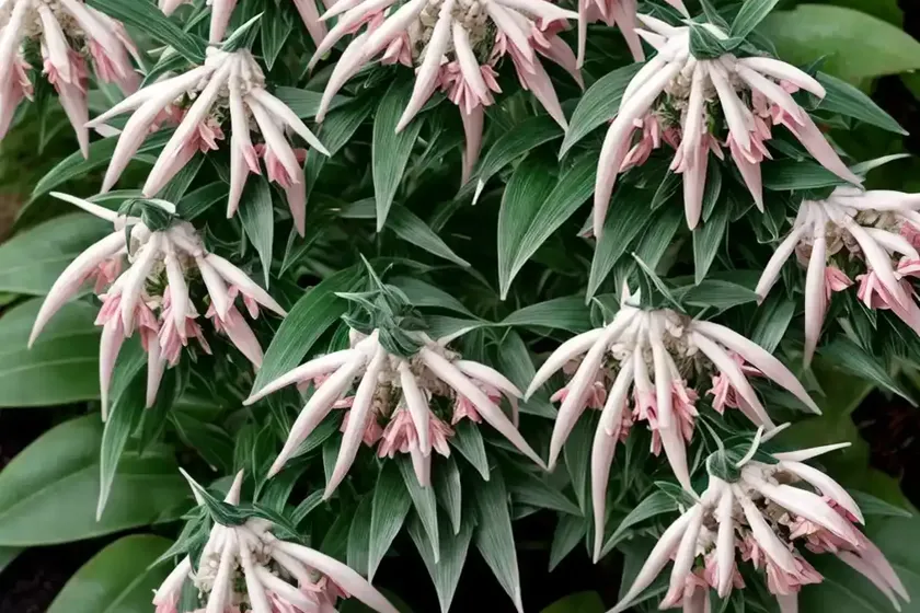 Japanese pieris (pieris japonica) — photo 2